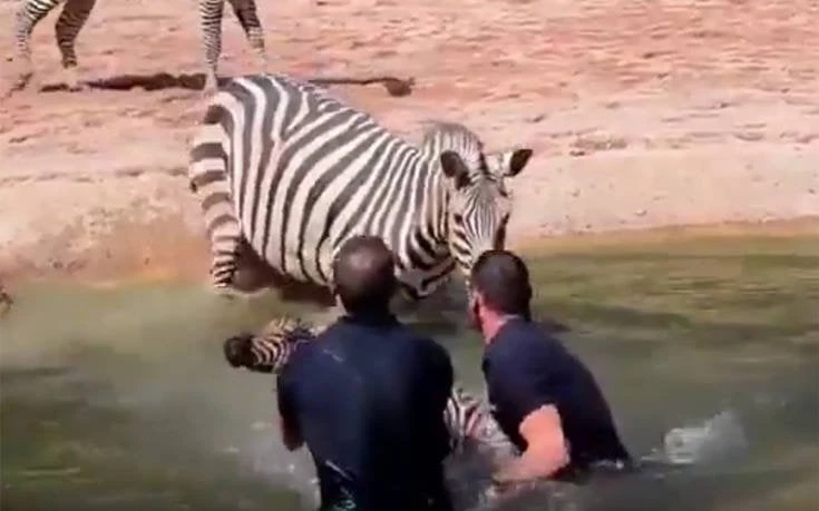 Έσωσαν από πνιγμό μωρό ζέβρα μπροστά στην… εξαγριωμένη μαμά του – Παραλίγο θερμό επεισόδιο (βίντεο)